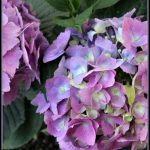 5 Tips for Planting Hydrangeas A Pinch of Joy