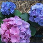 Hydrangeas Pink and Blue