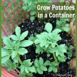 Grow Potatoes in a Container--APinchofJoy