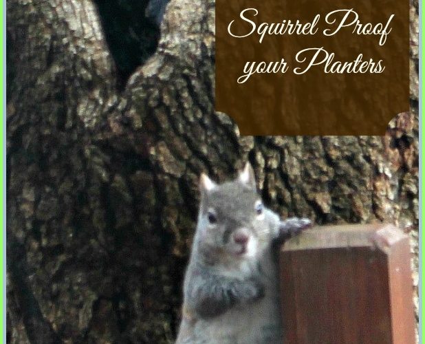How to Squirrel Proof Your Planters