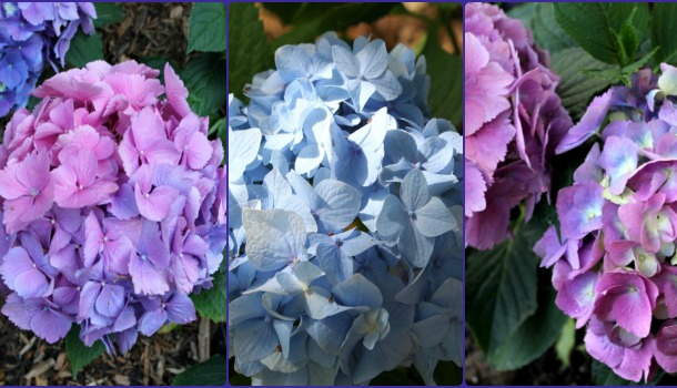 5Hydrangea Collage