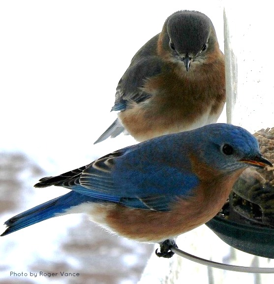 Bluebirds at feeder