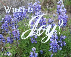 What is Joy --Wild Lupines Denali Park Alaska