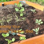 Planting Your Raised Garden Bed
