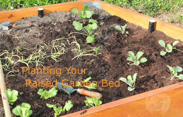 Planting Plans For Your Raised Garden Bed A Pinch Of Joy