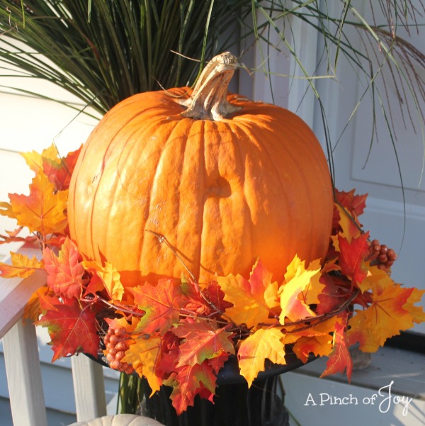 cSunlit Pumpkin