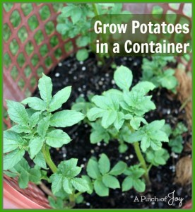 Grow Potatoes in a Container--APinchofJoy