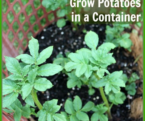 Grow Potatoes in a Container