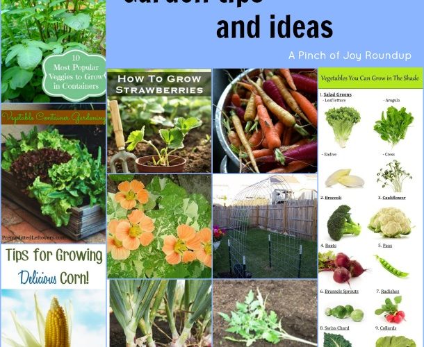 Garden tips and Ideas
