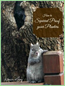 How to Squirrel Proof Your Planters -- A Pinch of Joy