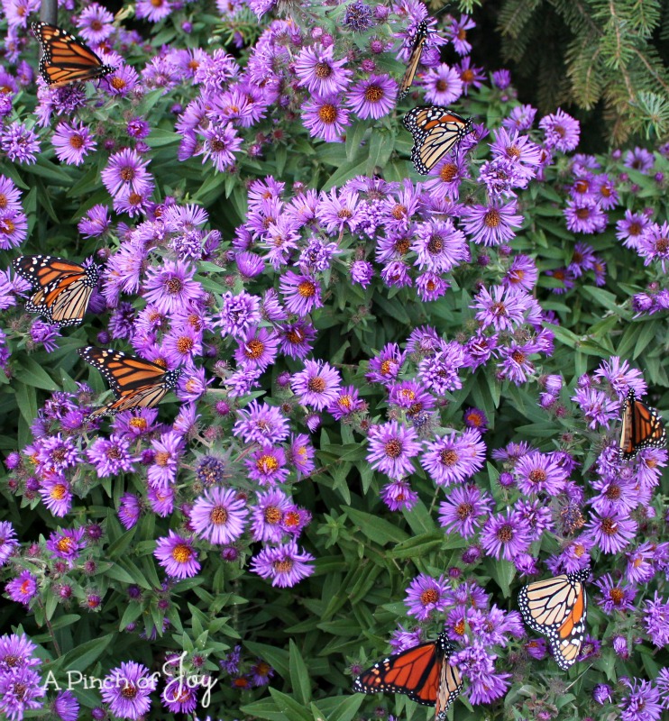Monarch butterflies migrating -- blue asters attract them