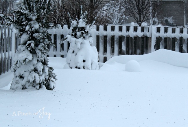 Snowstorm 2016 -- A Pinch of Joy