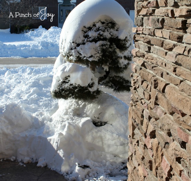 Blizzard 2016-- A Pinch of Joy