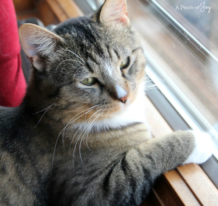 Rocky Cat on guard duty at the back window -- A Pinch of Joy